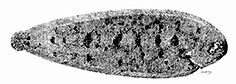 Dagetichthys lusitanicus_claves.jpg